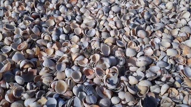 Ейская коса, октябрь 2023 смотреть онлайн