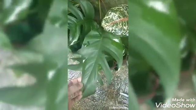 Trending plant 2021 / monstera plants 4 varieties смотреть онлайн
