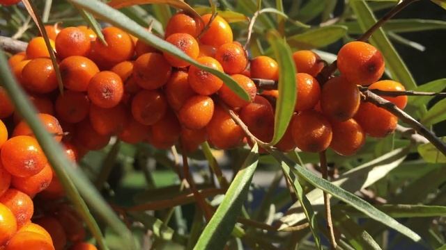 sea buckthorn-Hippophae rhamnoides L смотреть онлайн