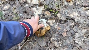 ВЕСЕННИЕ ГРИБЫ ПОШЛИ! Первые грибы в апреле! Гигантские строчки. Грибы 2023