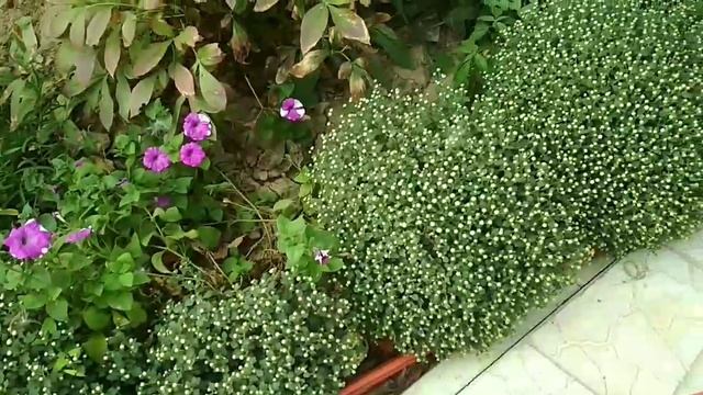 Хризантемы Мультифлора. смотреть онлайн