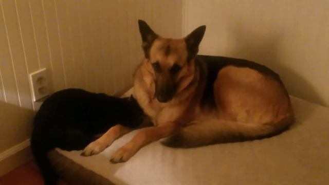 Petunia and Bella, the original love story смотреть онлайн