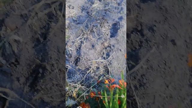 МНОГОЛЕТНИЙ ГЛАДИОЛУС? смотреть онлайн