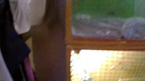 ДОМАШНИЕ СНЕГИРИ: Птичий выпуск от 10 декабря 2018 года