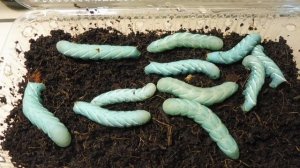 Гусеницы табачного #бражника собираются окукливаться / Разведение табачного бражника 24/11/2021