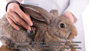 Можно ли кроликам давать хлеб или сухари