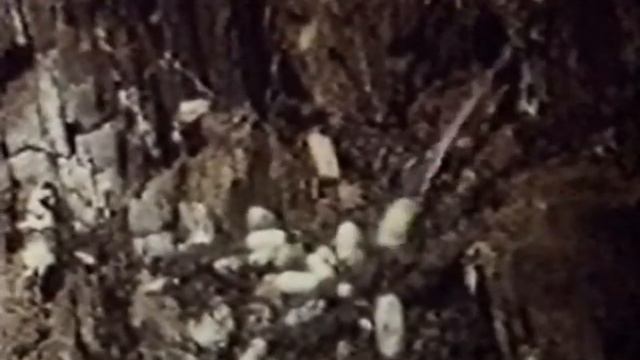 Большой пестрый дятел смотреть онлайн