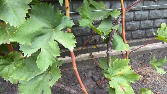 Виноград Тасон в Беларуси (17.09.22) смотреть онлайн