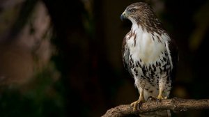 5 КЛАСС. Итоговый диктант «Прогулка затянулась»