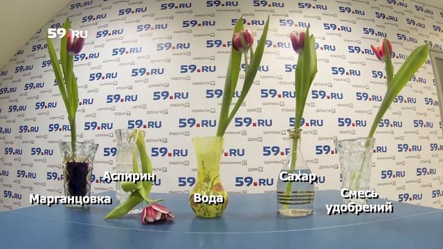 В чём цветы дольше стоят? смотреть онлайн