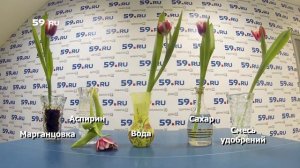 В чём цветы дольше стоят?