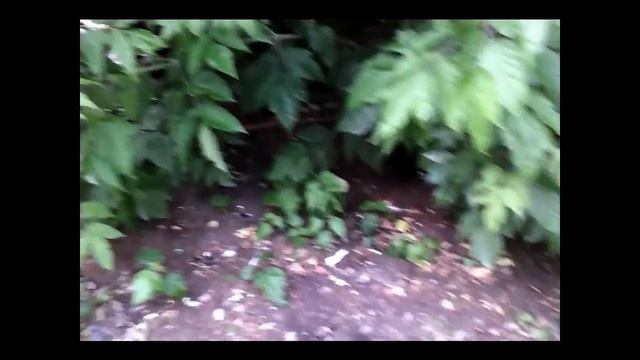 Крысы в центре Перми, Революции 64, 23 июня 2016 года смотреть онлайн