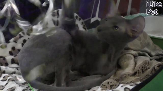 Уход за петербургским сфинксом смотреть онлайн