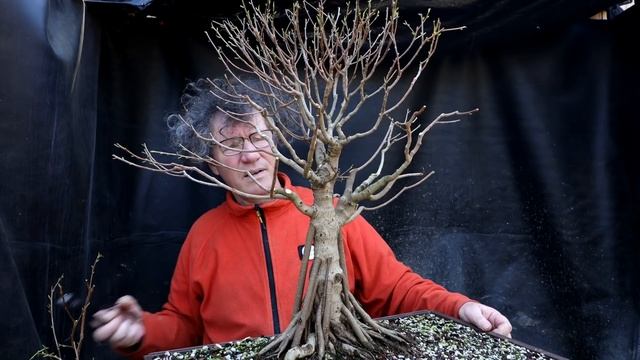 Pruning My Ficus microcarpa, Part 2, The Bonsai Zone, April 2022 смотреть онлайн