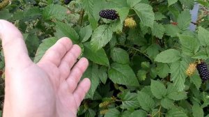 ?Ежевика Карака Блэк: плюсы и минусы.?