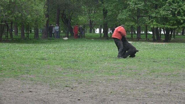 Русский черный терьер. Второй монопородный чемпионат по ЗКС. Работа на костюм. смотреть онлайн