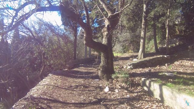 Мисхор. Весенний день зимой. Крым. ЮБК. Мисхор. 31.01.2024г. смотреть онлайн