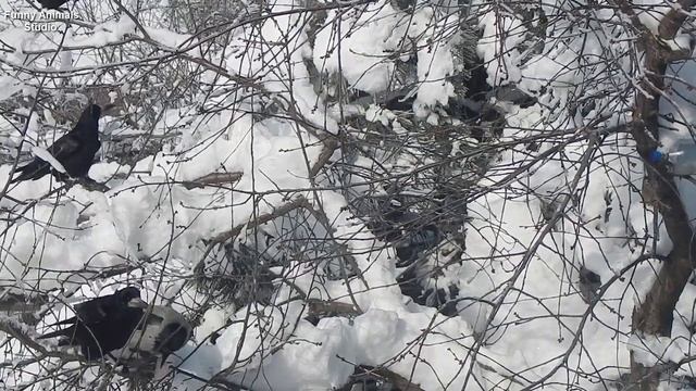 Врановые (ворона, грачи, сорока, сойка) и ещё кое-кто отнимают сало у синиц (Corvidae) смотреть онлайн