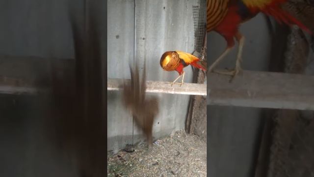 Золотой фазан смотреть онлайн