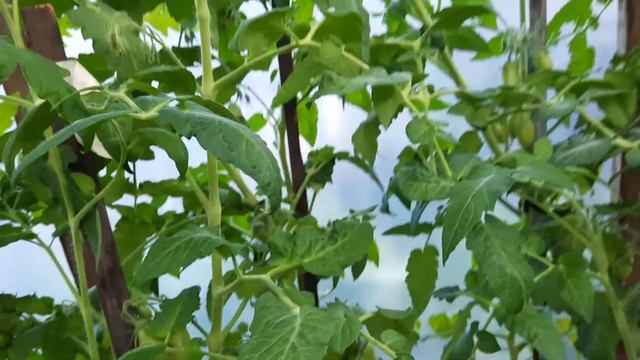 Томат Гаванская сигара на 11.08.20. смотреть онлайн