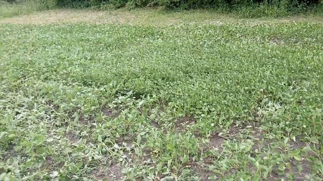 Два урожая Сої ???! Стан сої на 14.08.20. яка була посіяна 11.07.2020. смотреть онлайн