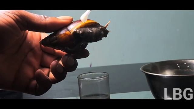 Very easy way to collect Snail slime. 100% Safe and Easy смотреть онлайн
