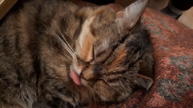 Когда кошке снится вкусное мороженое... (смотреть со звуком!)