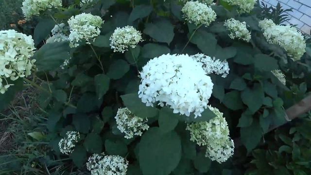 Август огород смотреть онлайн