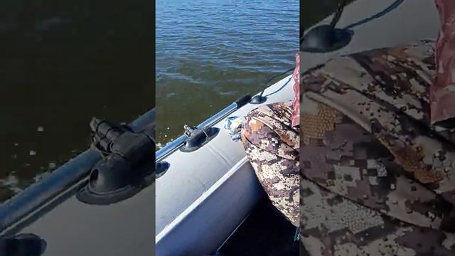 Tohatsu 6 л.с 4 такта, Ривьера 3400 ск компакт смотреть онлайн