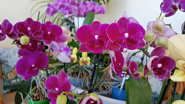 ВЫ КУПИЛИ ЦВЕТУЩУЮ ОРХИДЕЮ. УСЛОВИЯ ПЕРЕСАДКИ. смотреть онлайн