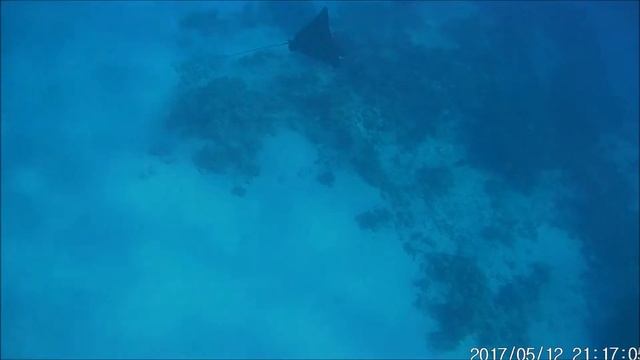 Cкат не обращает внимание на людей. Stingray and snorkelers. Пляж Эль Фанар. Шарм-Эль-Шейх, Египет. смотреть онлайн