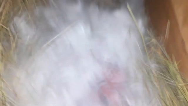 комбикорм, окрол, крольчонок //обо всём по порядку// смотреть онлайн