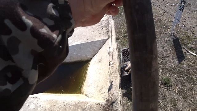 Рыбы полно! Удачная рыбалка на паук (подъемник). Карась, сазан. Рыбалка в Сибири ранней весной. смотреть онлайн