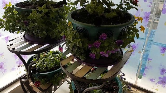 Цветы на балконе в Израиле.