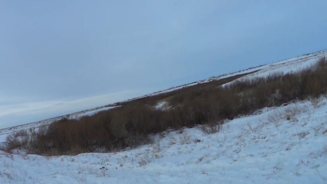 Охота на лису с гончими сезон 2021-2022 смотреть онлайн