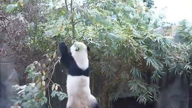 Безумная панда смотреть онлайн