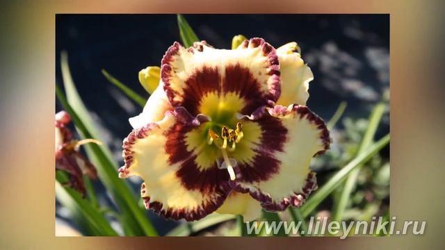 Лилейник ЭСКИМО смотреть онлайн