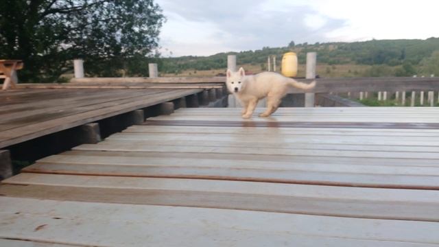 Белый, Грязный и Довольный . Беляш и Шанс красуются перед камерой. смотреть онлайн