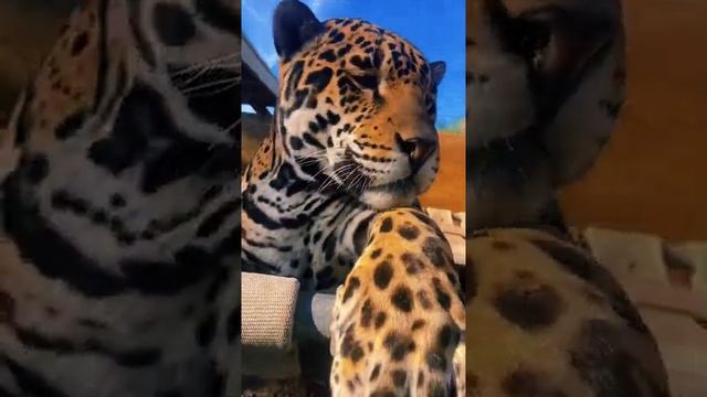 NOTPETS JAGUAR JAG LOVE BEAUTIFUL HANDSOME TEETH POWER CAT CATS BIGCAT BIGCATS FYP FLORIDA смотреть онлайн