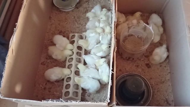 Клетки для цыплят готовы. Долой старый забор. смотреть онлайн