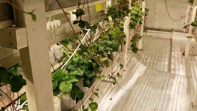 // КЛУБНИКА ЗИМОЙ // ЗАЧЕМ МЫ СТРОИМ ЕЩЕ ОДНУ СИТИФЕРМУ? смотреть онлайн