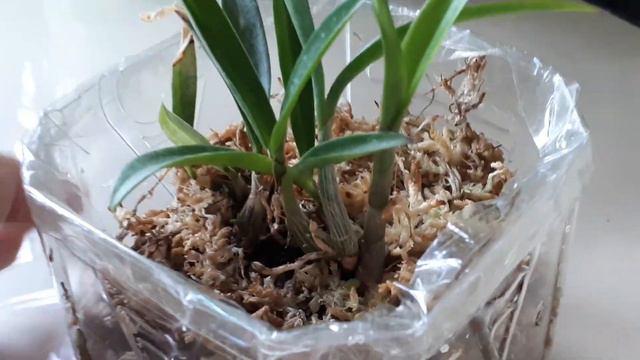 Dendrobium Kingianum UPDATE смотреть онлайн