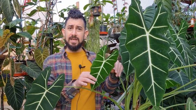 Alocasia Frydek Full Care Guide | 2 Years Later смотреть онлайн