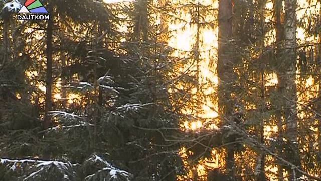 Где взять новогоднюю ёлочку? смотреть онлайн