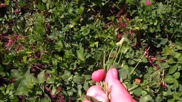 Зелень в рационе цыплят !!!! смотреть онлайн