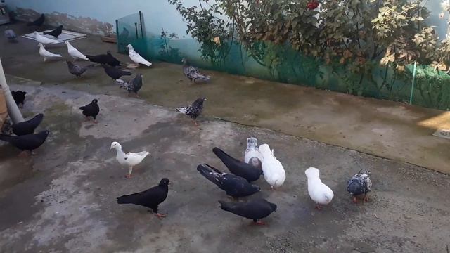 Бакинские мраморные голуби пл Балаханы часть 2 смотреть онлайн
