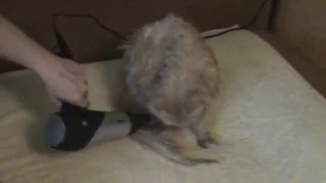 сушка кота смотреть онлайн