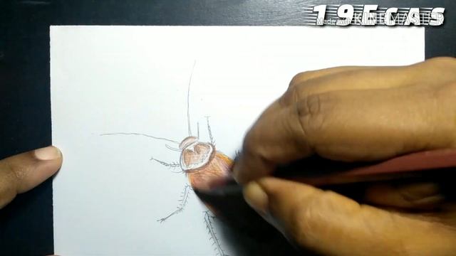 Cockroach Realistic Drawing | How To Draw And Color A Cockroach.