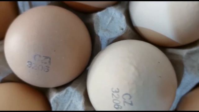 ИНКУБАЦИОННОЕ ЯЙЦО ДОМИНАНТ (959) И РЕД БРО смотреть онлайн