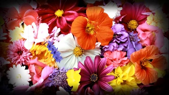 Оптимистическое видео. Праздник для вас смотреть онлайн